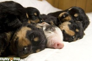 looks-like-pig-must-pig-buddies-friends-love-dogs-1344467470